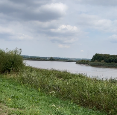 Reed-lined bank of the River Trent, England
